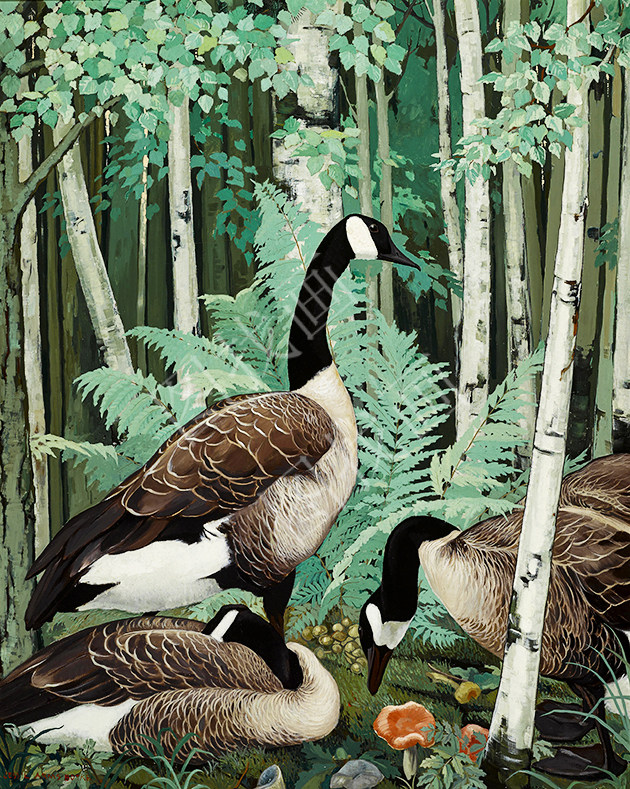030HTK (150)40X50cm